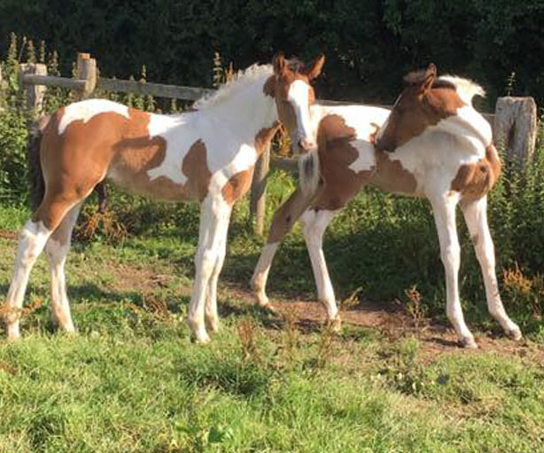 Coloured Warmblood Foals For Sale
